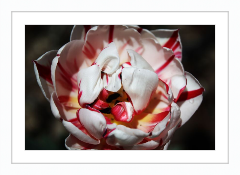 Peppermint Tulip