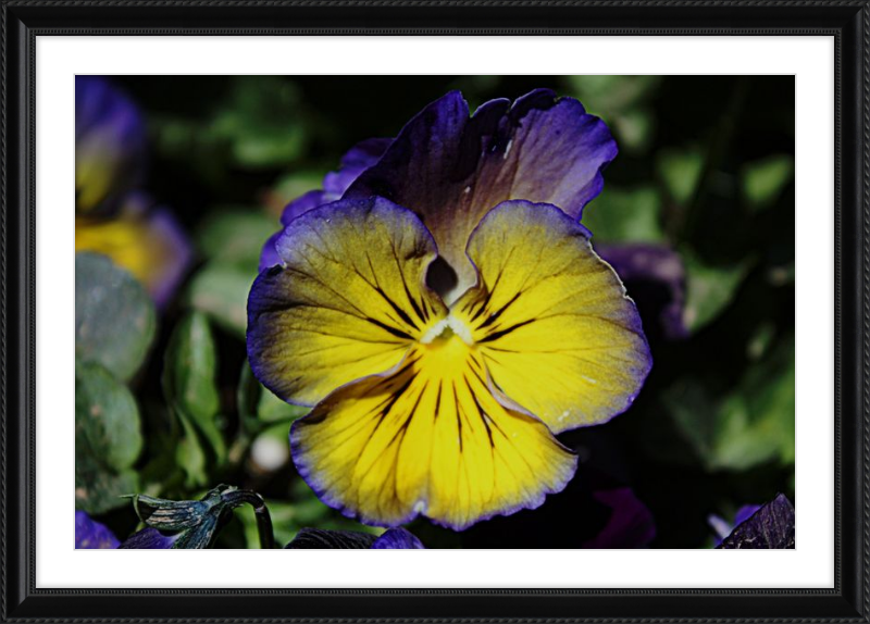 Purple & Yellow Pansy