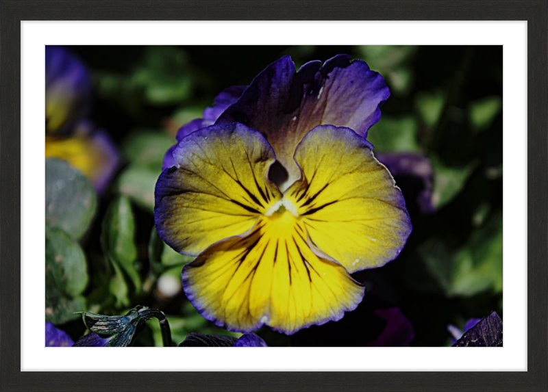 Purple & Yellow Pansy