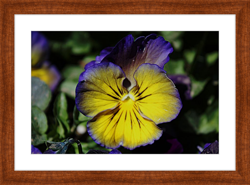 Purple & Yellow Pansy