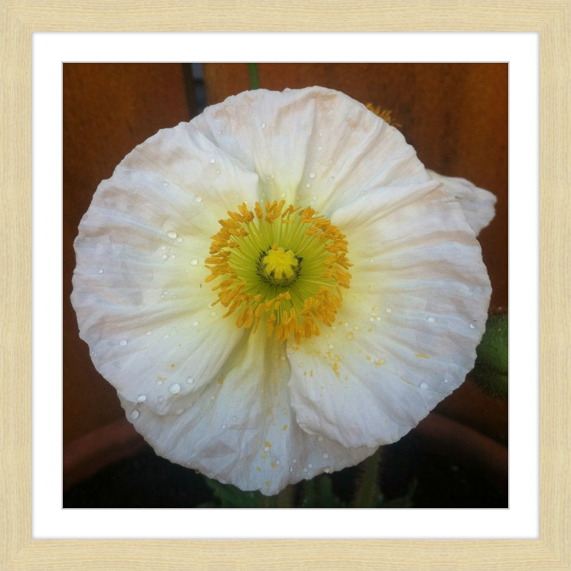 Poppy after the Rain