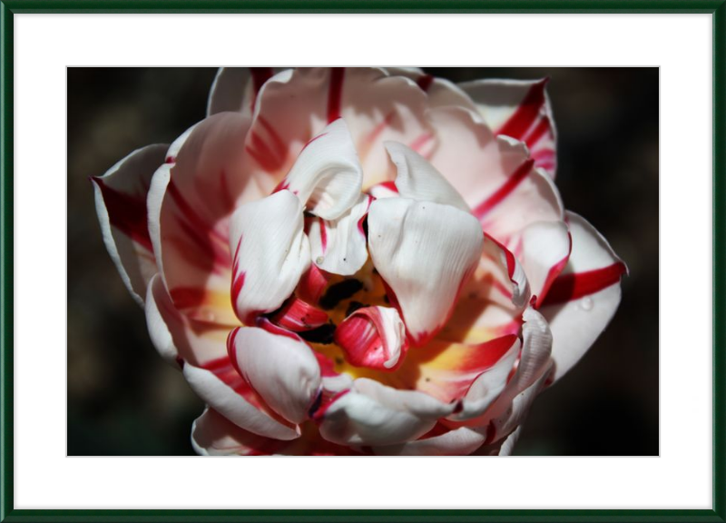 Peppermint Tulip