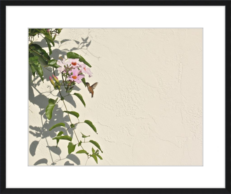 Hummingbird Feeding