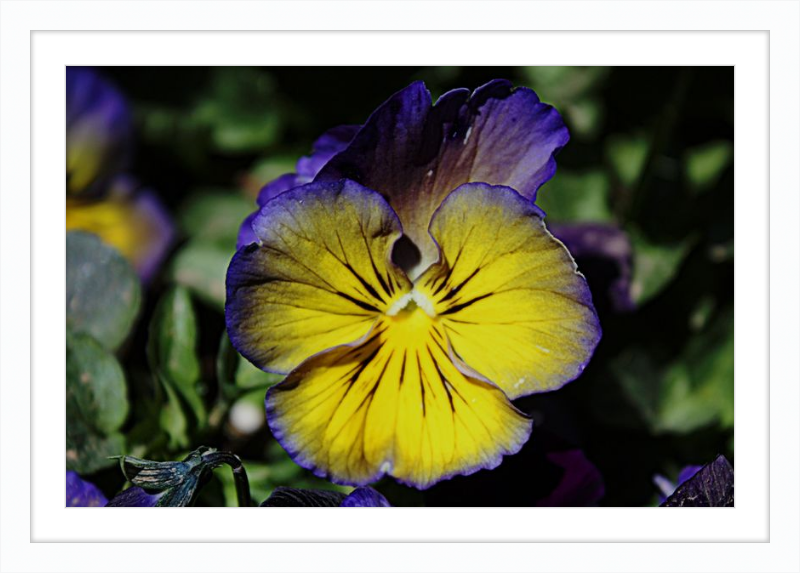 Purple & Yellow Pansy