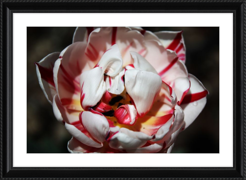Peppermint Tulip