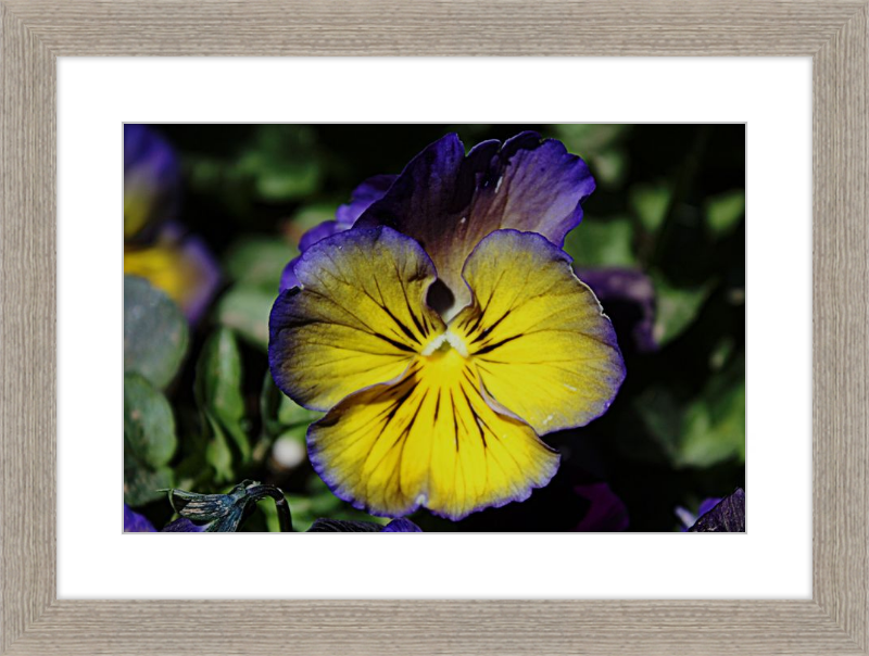 Purple & Yellow Pansy