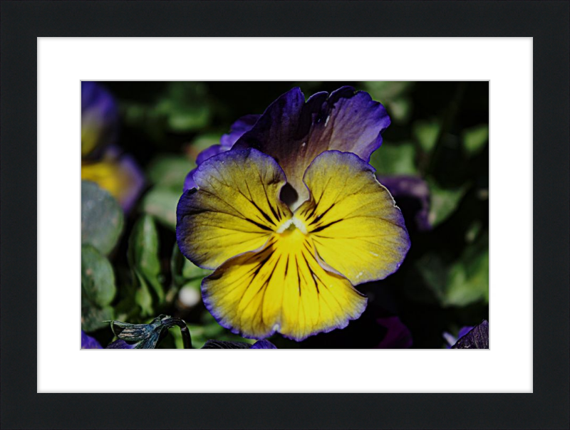 Purple & Yellow Pansy