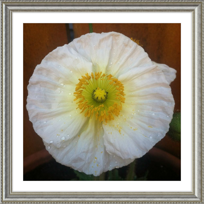 Poppy after the Rain