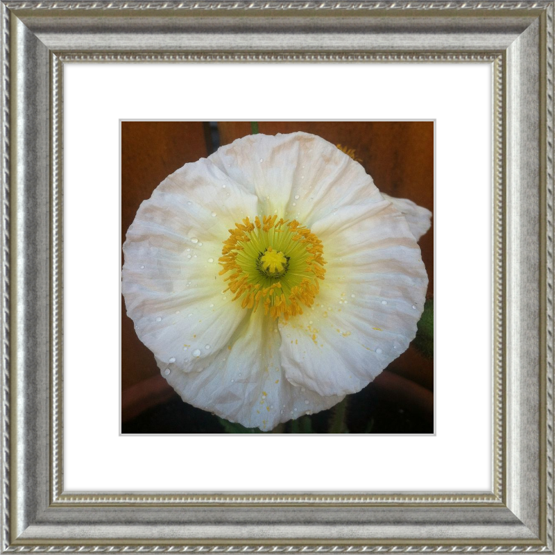 Poppy after the Rain