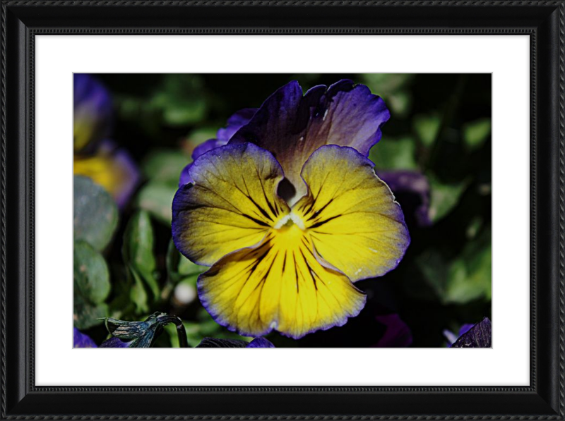 Purple & Yellow Pansy