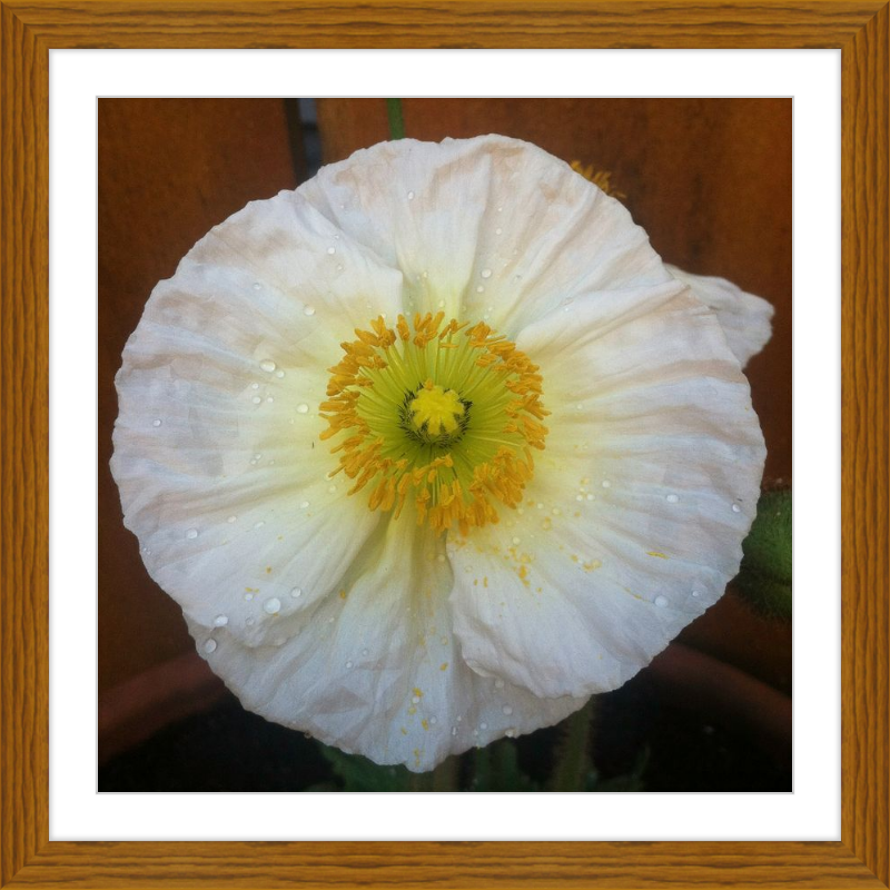 Poppy after the Rain