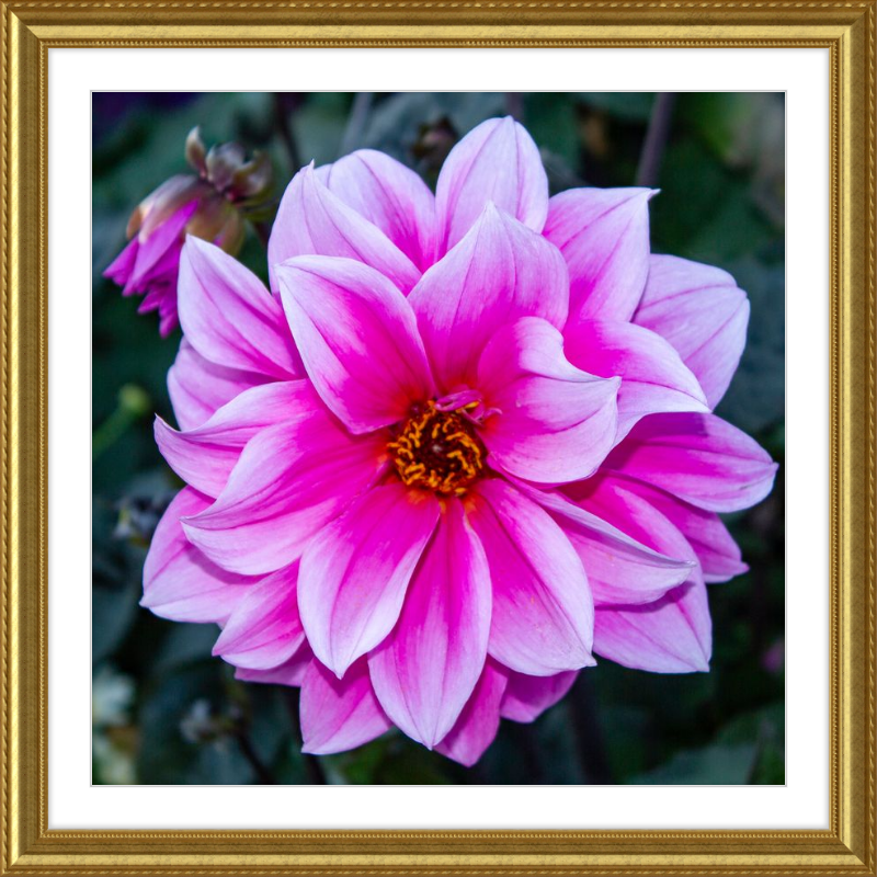 Pink Dahlia
