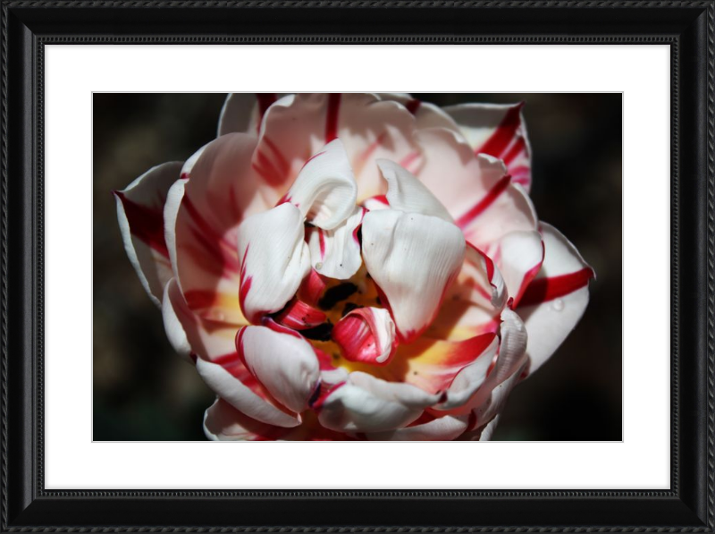 Peppermint Tulip