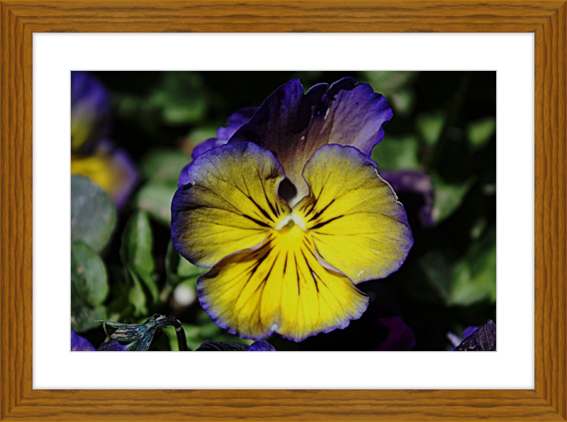 Purple & Yellow Pansy