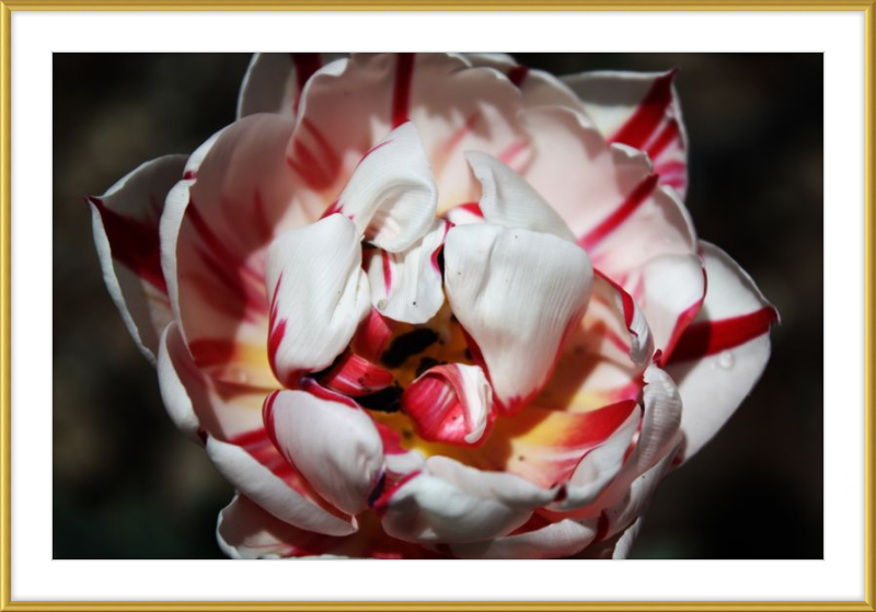 Peppermint Tulip