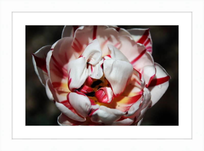 Peppermint Tulip