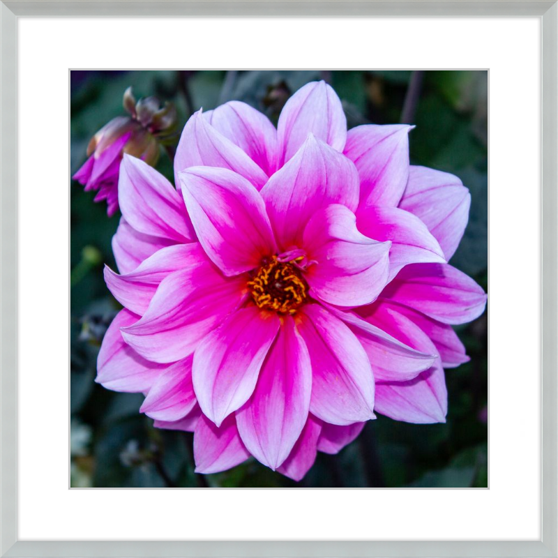 Pink Dahlia