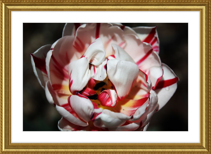 Peppermint Tulip