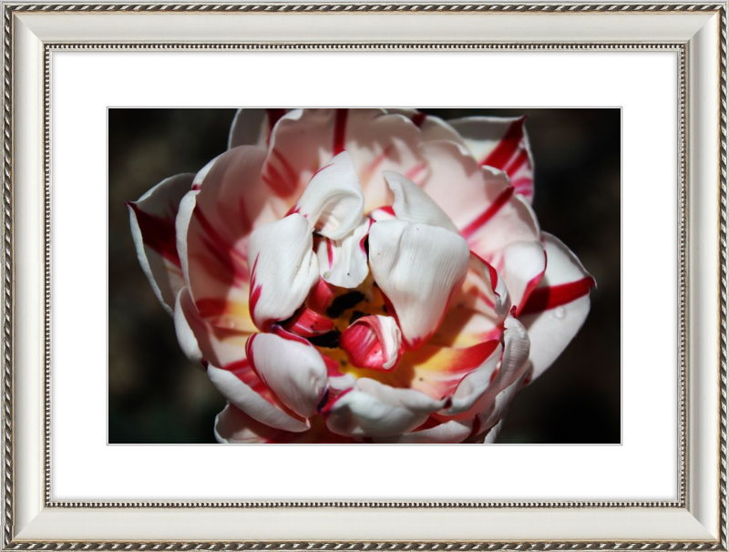 Peppermint Tulip