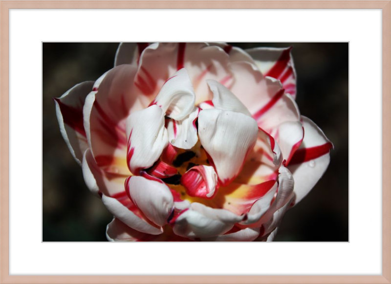 Peppermint Tulip