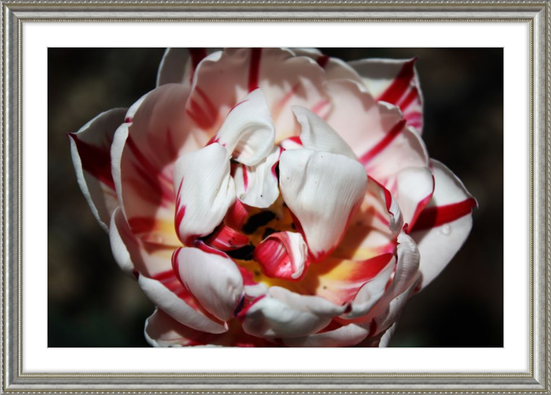 Peppermint Tulip