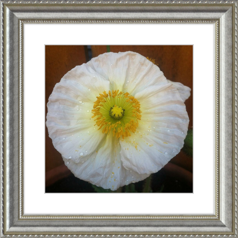 Poppy after the Rain