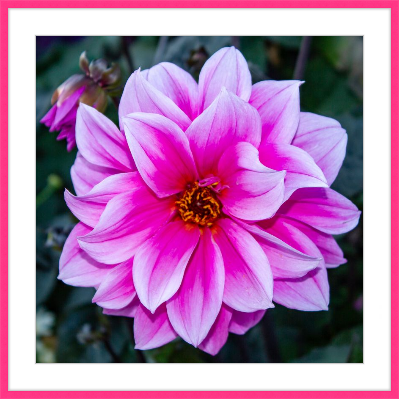 Pink Dahlia