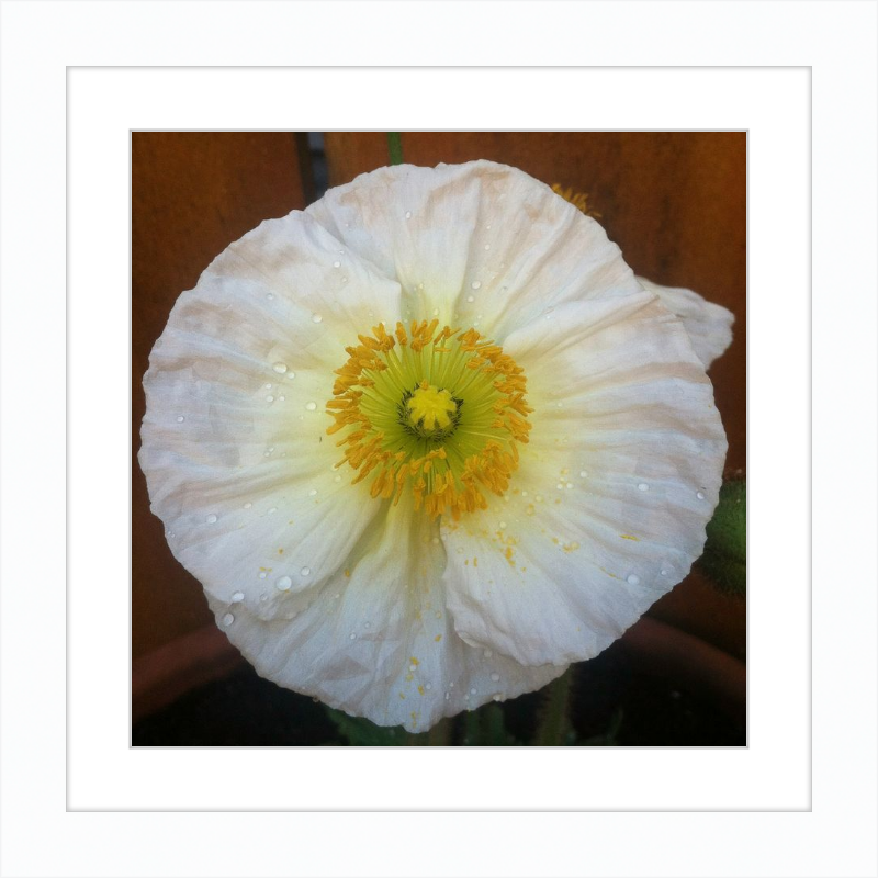 Poppy after the Rain