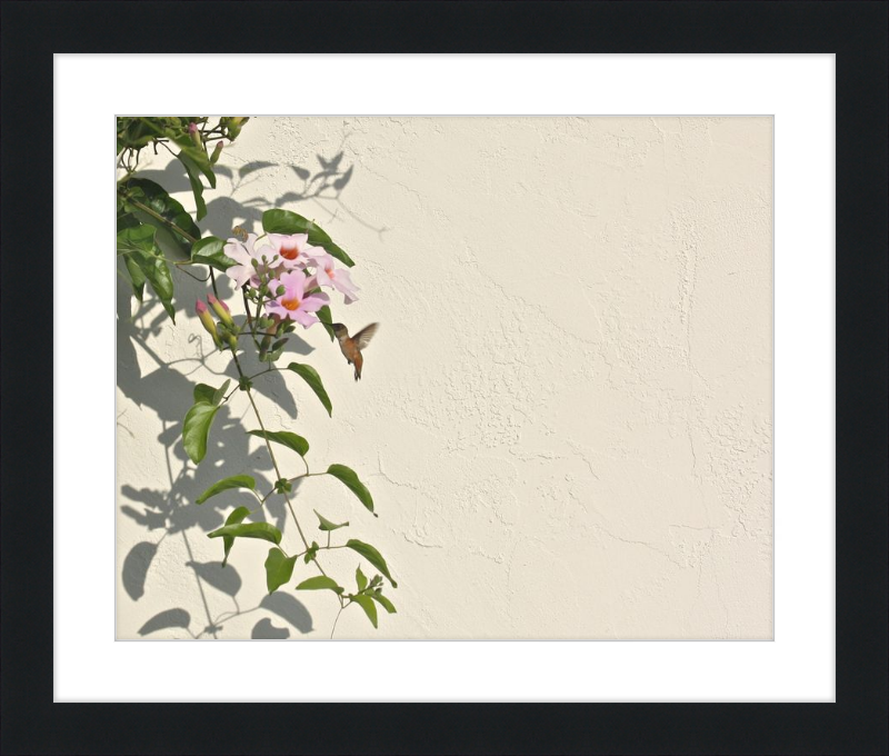 Hummingbird Feeding