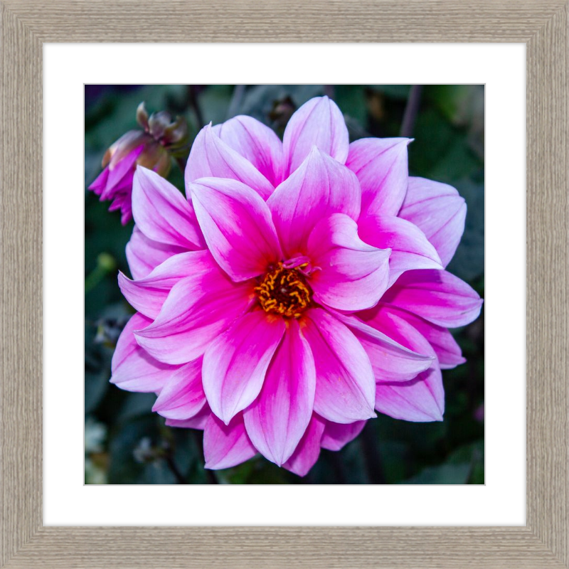 Pink Dahlia