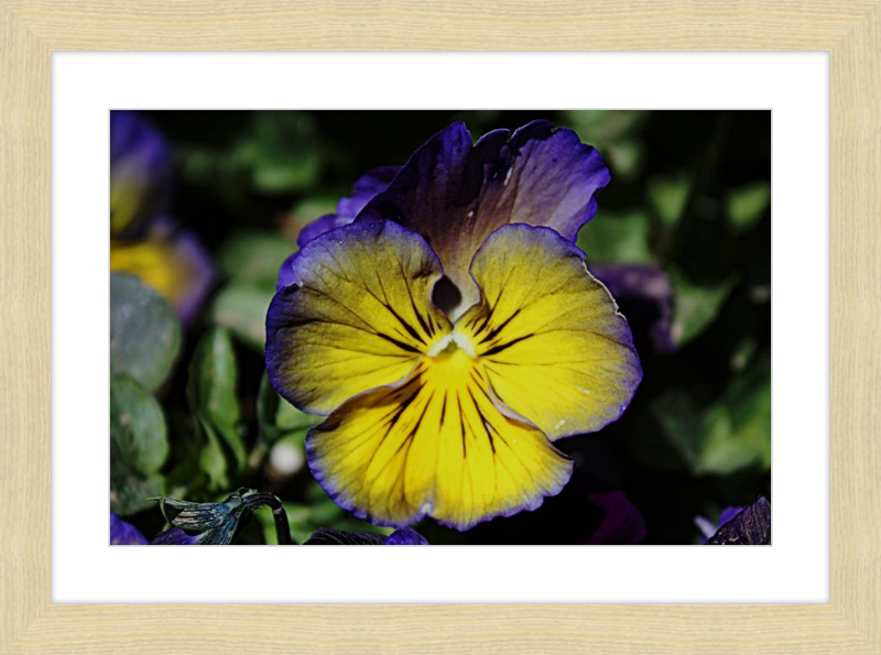 Purple & Yellow Pansy