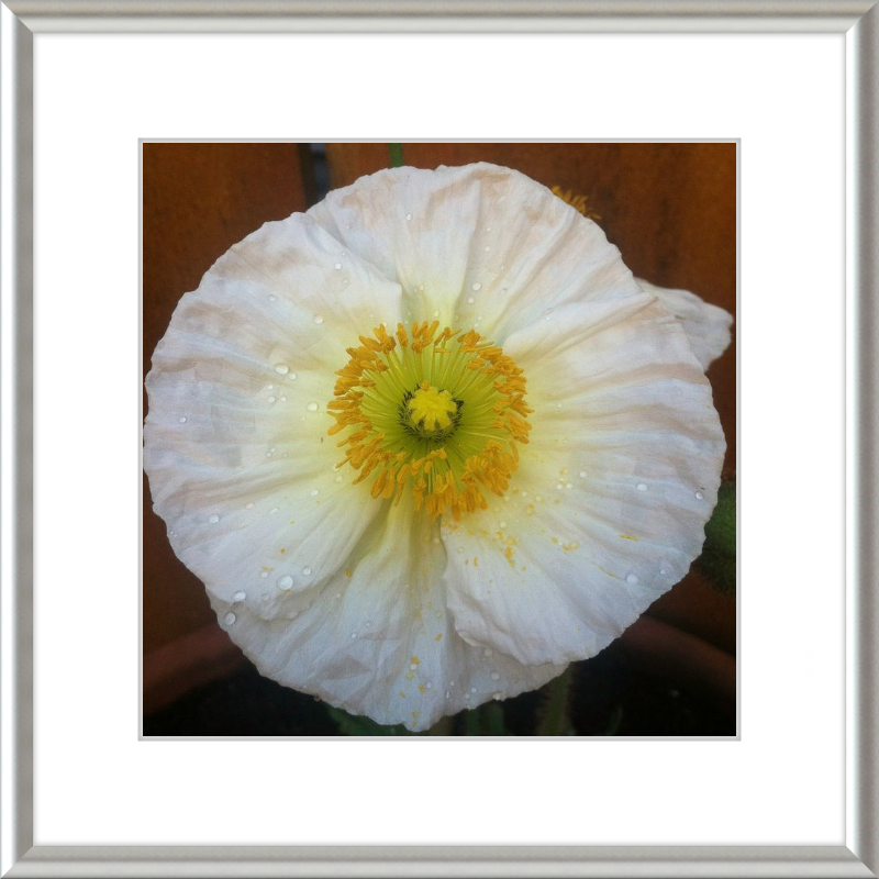 Poppy after the Rain