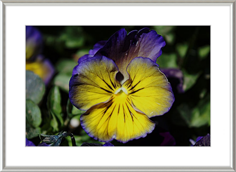 Purple & Yellow Pansy