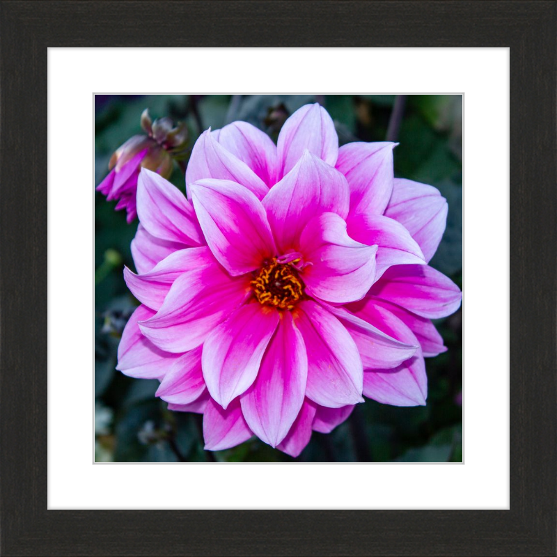 Pink Dahlia