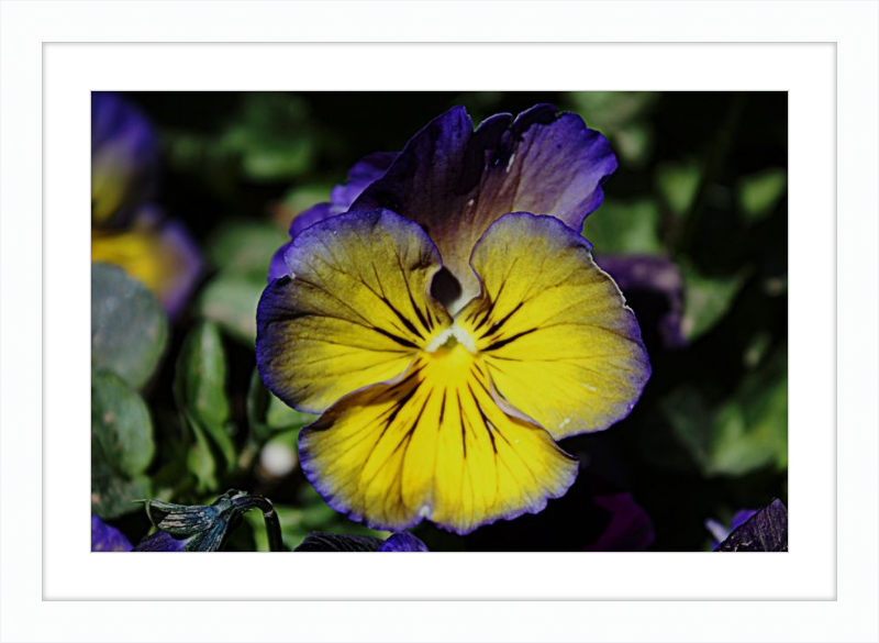 Purple & Yellow Pansy