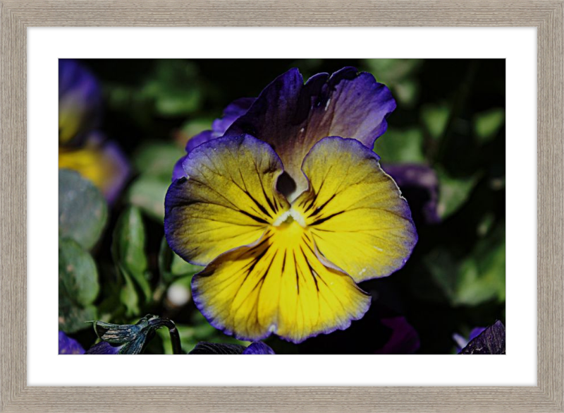 Purple & Yellow Pansy