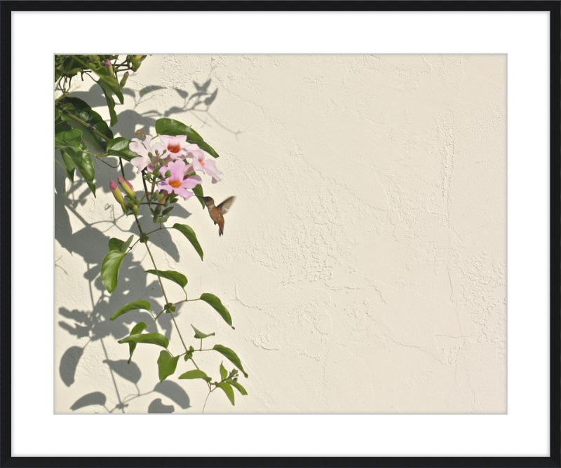 Hummingbird Feeding