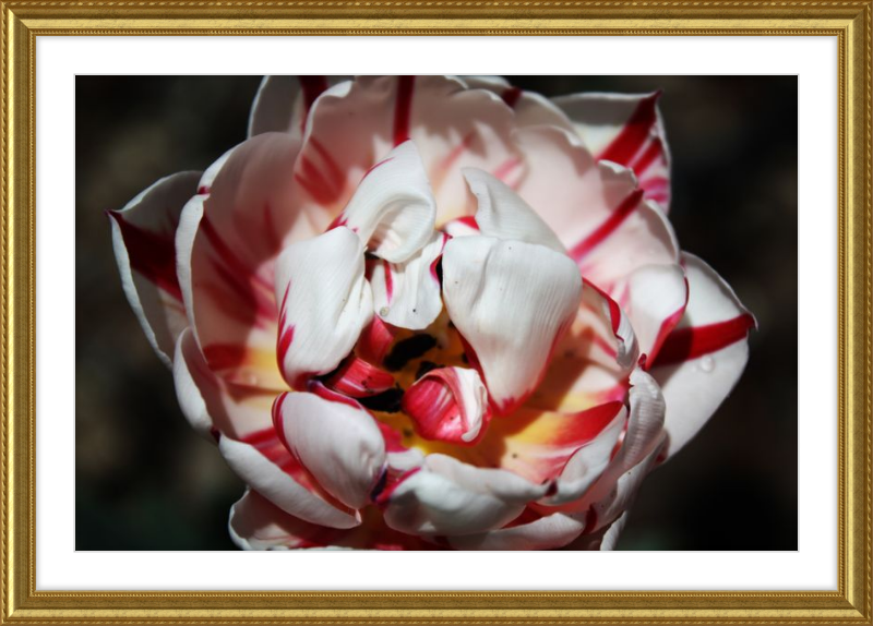 Peppermint Tulip