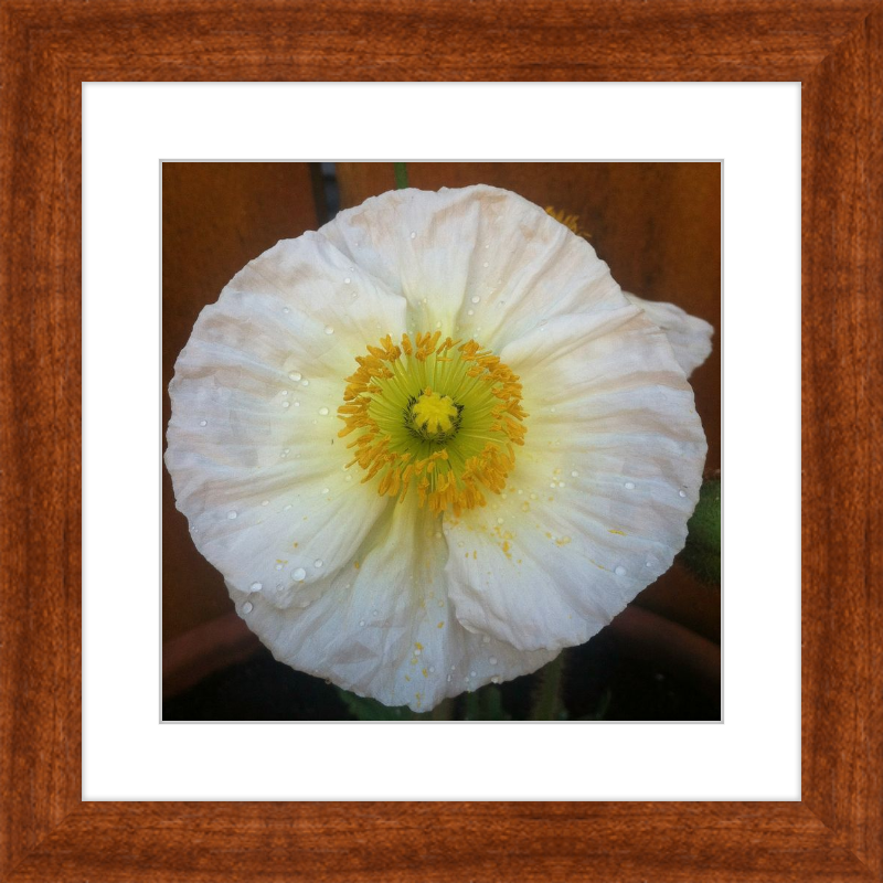Poppy after the Rain