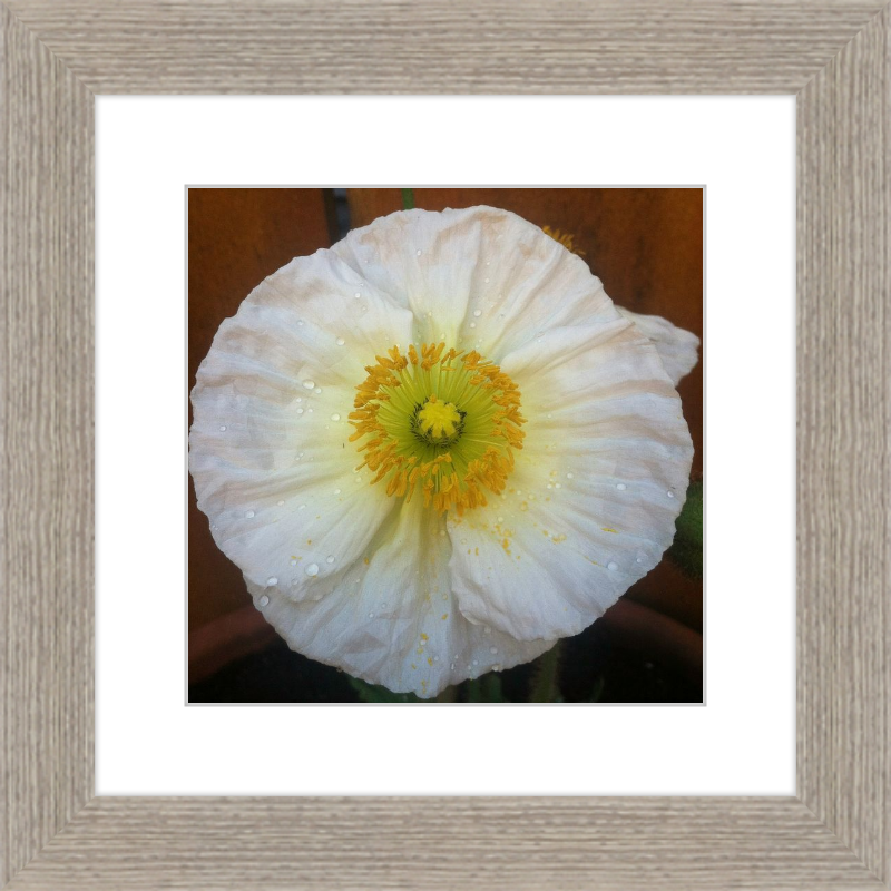 Poppy after the Rain
