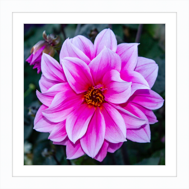 Pink Dahlia