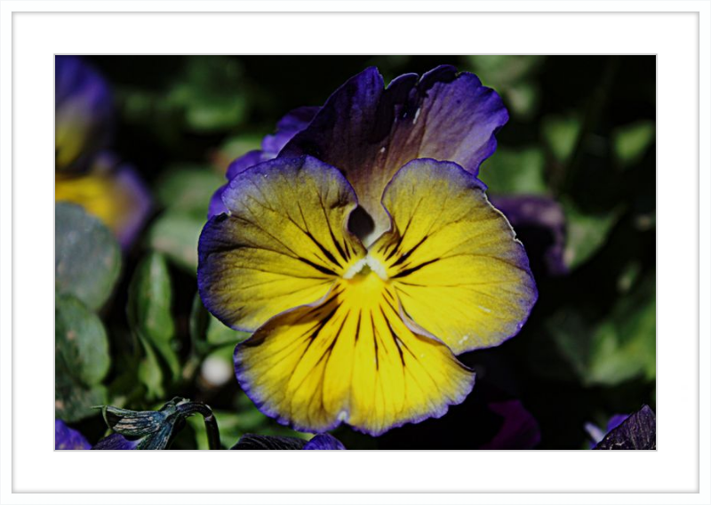 Purple & Yellow Pansy