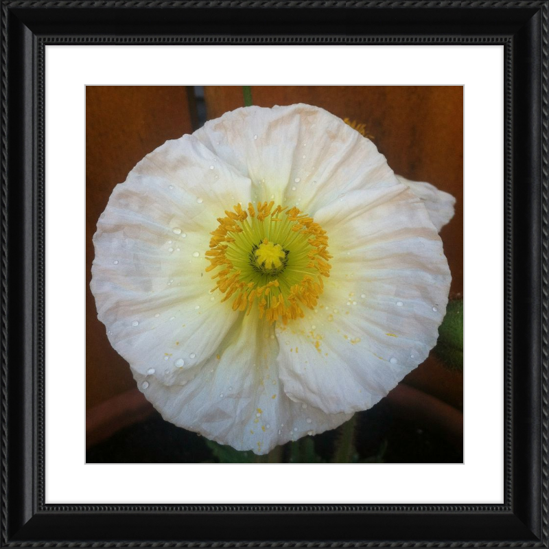 Poppy after the Rain
