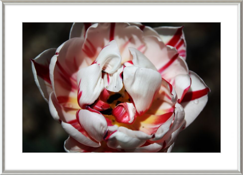 Peppermint Tulip