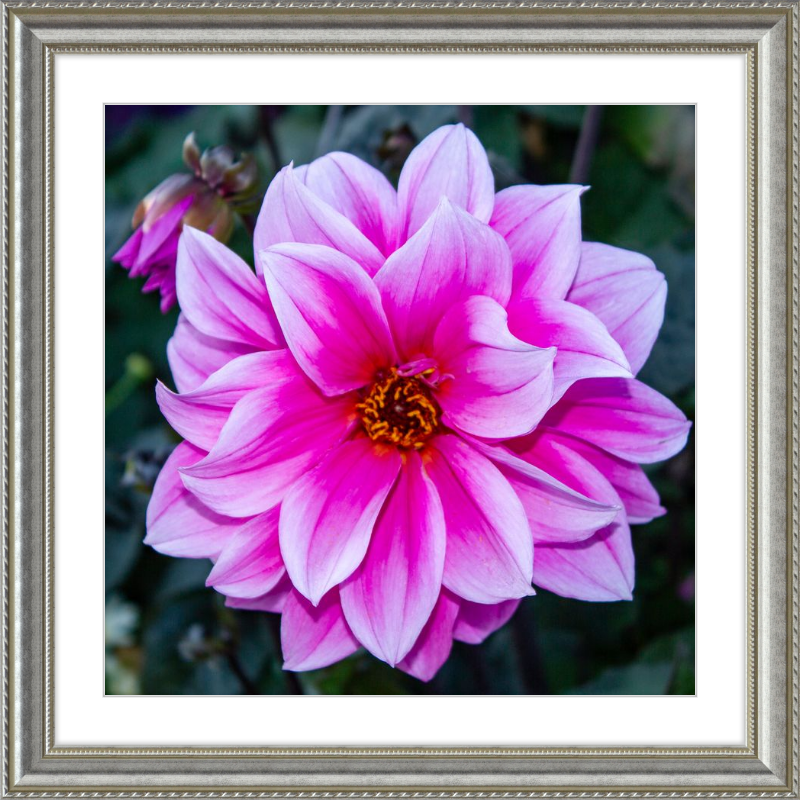 Pink Dahlia