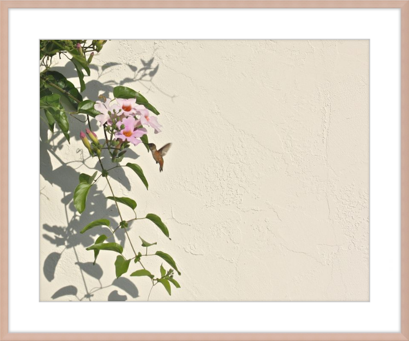 Hummingbird Feeding