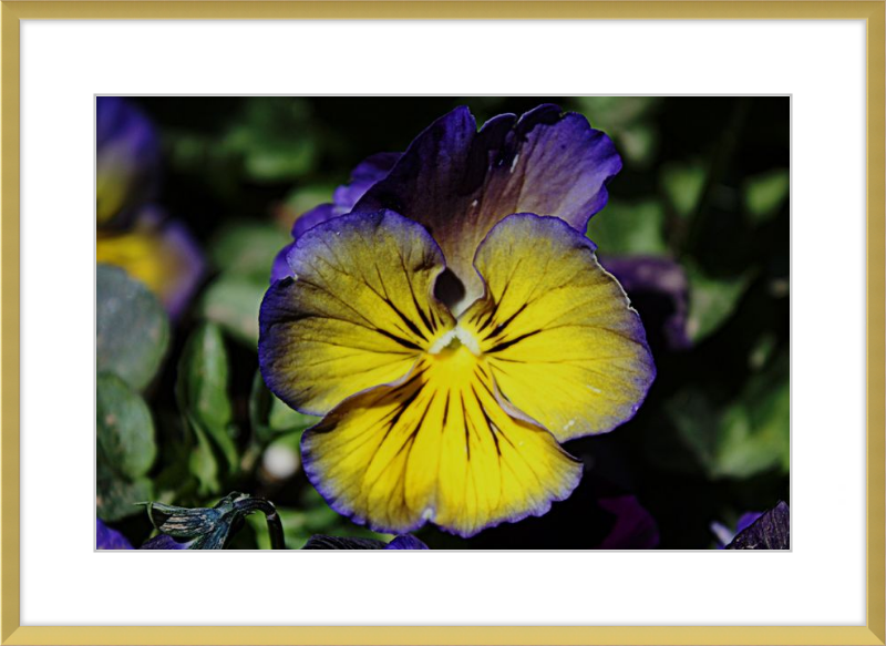 Purple & Yellow Pansy