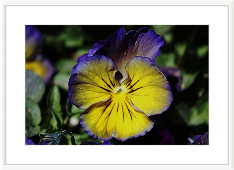 Purple & Yellow Pansy