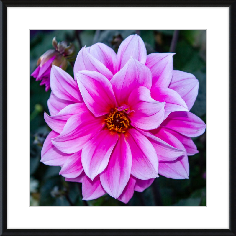 Pink Dahlia