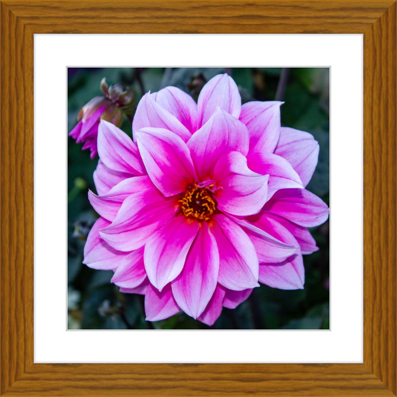 Pink Dahlia